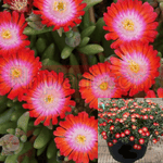 Delosperma Red Mountain Plant Ice Red 1Quart Hardy Ice Live Plant Ht7
