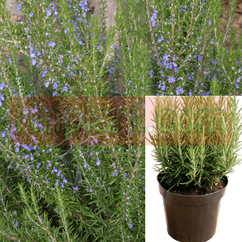 Rosmarinus Off Barbeque 2Gallon Rosmarinus Officinalis Tuscan Blue Plant Upright Rosemary 2Gallon Live Plant Ho7