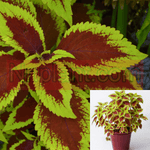 Coleus Wizard Mix 4Inches Plant Premium Shade Coleus Wizard Mix 4Inches Pot House Live Plant Coleus In10 12 Inch Ta