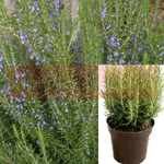 Rosmarinus Off Barbeque 5 Gallon Officinalis Tuscan Blue Plant Upright Rosemary Live Plant Gg7
