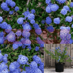 Ceanothus Yankee Point 5 Gallon Blue Horizontal Creeping Wild Lilac Plant Blue Californian Lilac Yankee Point 5 Gallon Mat
