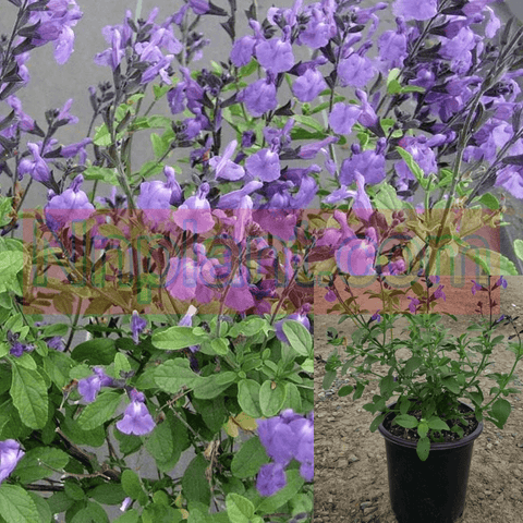 Salvia Microphylla Mesa Azure 5Gallon Mountain Sage Purple Plant Flower Plant Outdoor + Live Plant Mr7