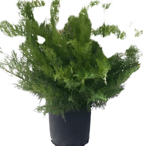 Juniperus Sabina Broadmoor 5 Gallon Chinensis Plant Ground Cover Ho7