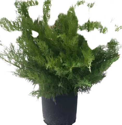 Juniperus Sabina Broadmoor 5Gallon Juniperus Chinensis Sabina Plant Juniperus Chinensis Broadmoor Ground Cover Ho7