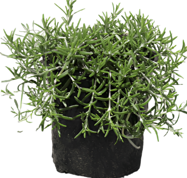 Rosmarinus Off Prostrata 1Gallon Rosmarinus Officinalis Prostrata Plant Creeping Rosemary Gr7 1Gallon Live Plant Outdoor Plant