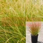 Carex Testaceae Prairie Fire 1 Quart Plant Prairie Fire Red Sedge Grass Outdoor Live Plant Mr7