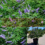 Vitex Fe Delta Blues 1 Gallon Pot Chastetree Plant Perennial Outdoor Live Plant Ho7