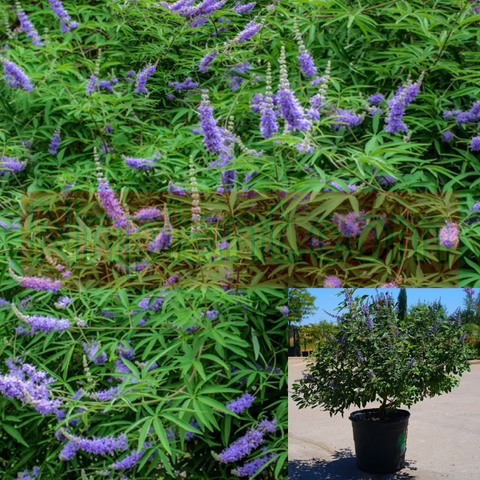 Vitex Fe Delta Blues 1 Gallon Pot Chastetree Plant Perennial Outdoor Live Plant Ho7