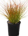 Carex Testaceae Prairie Fire 1 Gallon Plant Red Sedge Grass Outdoor Live Plant Mr7