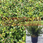 Ilex Vomitaria Stokes 5 Gallon Yaupon Holly Dwarf Live Plant Mr7