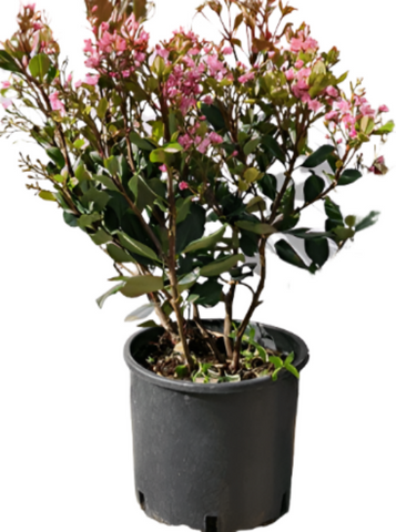 Rhaphiolepis Clara 1 Gallon Bay Breeze Indian Hawthorn Shrubs Flower Live Plant Fr7