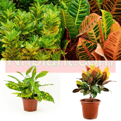 Combo 2 Of Croton 4Inches Pot Gold Dust Croton Yellow Variegated Plant Plant Petra Croton Live Plant Ht7