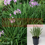 Tulbaghia Violacea Plant Society Garlic 1 Gallon Tulbaghia Violacea Bushes Green Outdoor Live Plant Fht7