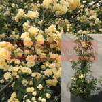 Rosa Banksiae Lutea Staked 5 Gallon Stk Yellow Rose Pot Lady Banks Ho7