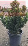Rhaphiolepis Clara 5 Gallon Bay Breeze Indian Hawthorn Shrubs Flower Fr7 Live Plant