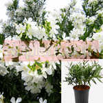 10 Cuttings Nerium Ole Sister Agnes White Nerium Oleander Sister Agnes Oleander Live Plant Not Rooted