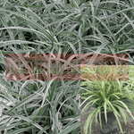 Liriope Silver Dragon 1 Gallon Creeping Lily Turf Outdoor Grass Live Plant Fr7