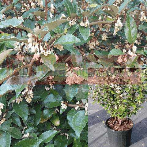 Elaeagnus Pungens Fruitlandi Plant 5 Gallon Best Fruitlandii Silverberry Shrubs Silver Berry Live Plant Ht7