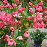 Escallonia Newport Dwarf 5 Gallon Pink Princess Escal Plant Outdoor Live Plant Gr7