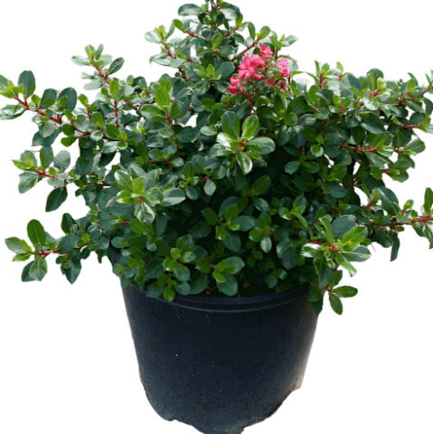 Escallonia Exon Fradesii 1Gallon Escallonia Pink Princess Escal Plant Outdoor Live Plant Mr7