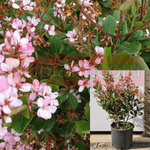 Rhaphiolepis Ruby Compacta 1 Gallon Plant Indian Hawthorn Outdoor Live Plant Gr7