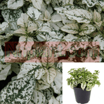 Polka Dot White 4Inches White Polka Hypoestes Phyllostachya cute Rare Live Plant