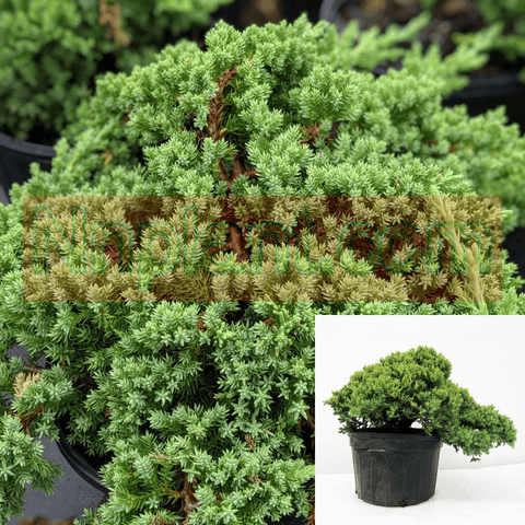 Juniperus Proc Nana 1Gallon Plant Japanese Juniperus Chinensis Groundcover Live Plant Gr7
