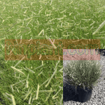Bouteloua Grac Ps Blonde Ambition 5 Gallon Gracilis Grass Blue Live Plant Fr7Ht7