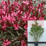 Nerium Oleander Petite Pink 5 Gallon Petite Dwarf Live Plant Gr7