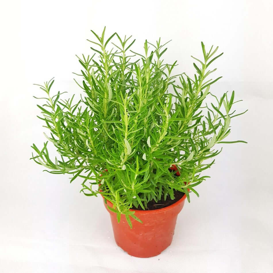 On Sales – NNplant