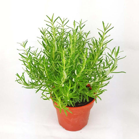 All plants – NNplant