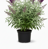 Buddleia Davidii Chrysalis Purple 1 Gallon Ho7 Live plant Butterfly Bush Shrub