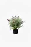 Buddleia Davidii Chrysalis Purple 1 Gallon Ho7 Live plant Butterfly Bush Shrub