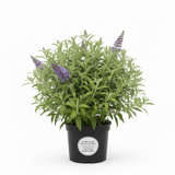 Buddleia Davidii Chrysalis Steel Blue 1 Gallon Ho7 Live plant Butterfly Bush Shrub