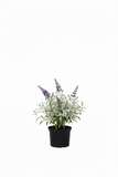 Buddleia Davidii Chrysalis Steel Blue 1 Gallon Ho7 Live plant Butterfly Bush Shrub