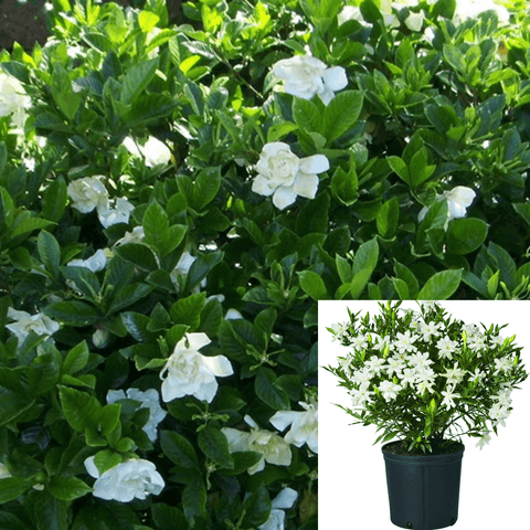 Gardenia Jasminoides Frost Proof Grafted 5Gallon Plant White Frostproof Gardenia Shrub Live Plant Ho7 Gg7