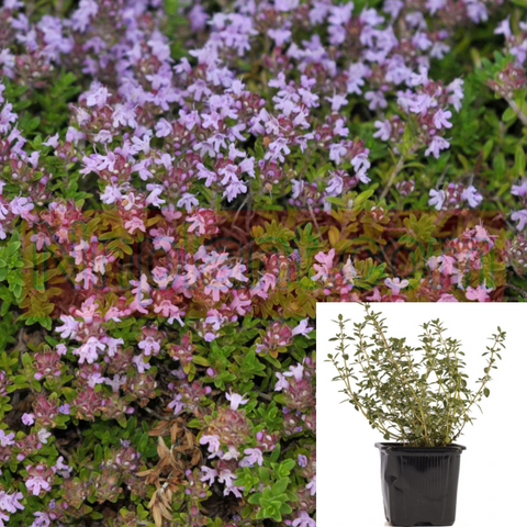 Thymus Serpyllum Mauve 1Quart Creeping Thyme Plant Wild Thyme Creeping Thyme Mother Outdoor Live Plant Mr7