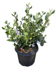 Ceanothus Yankee Point 1 Gallon Plant Durable Plant Californian Lilac Outdoor Live Plant Gr7