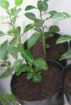 Citrus Hystrix Lime Leaf 5 Gallon Ht7 Plant Thai Food Lemon Lim Plant Kaffir Lime Thai Citrus Lime Plant Leaves For Cooking