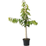 Cherry Sweetheart On Mazzard 5 Gallon Plant Prunus Avium Plant Outdoor Fruit Tree Live Plant Best Dw7Ht7