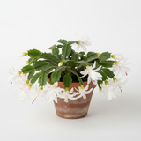 Christmas Cactus Zygocactus White flower  4 " pot  Schlumbergera Bridgesii live plant