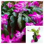 Christmas Cactus Zygocactus Purple 4Inches Plant Pot Schlumbergera Bridgesii. flower Ht7 Best GIFT