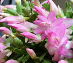 Christmas Cactus Zygocactus Light Pink Plant 4inches Pot Schlumbergera Bridgesii Succulent Drought Tolerant Live Plant ht7 BEST
