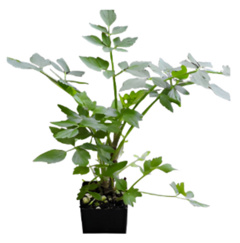 Celery Water 1 Gallon Ht7 Plant Oenanthe Javanica Plant Water Dropwort Plant Live Plant Vegetable Ht7