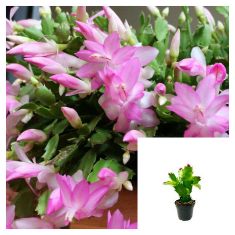 Christmas Cactus Zygocactus LightPink Plant 4inches  Pot Schlumbergera Bridgesii White Succulent Drought Tolerant Live Plant ht7 best