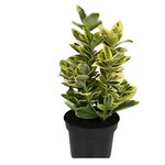 Euonymus Japonicus Japanese Spindle 1 Gallon Plant Japanese Spindle Tree Plant Japanese Euonymus Live Plant Ht7