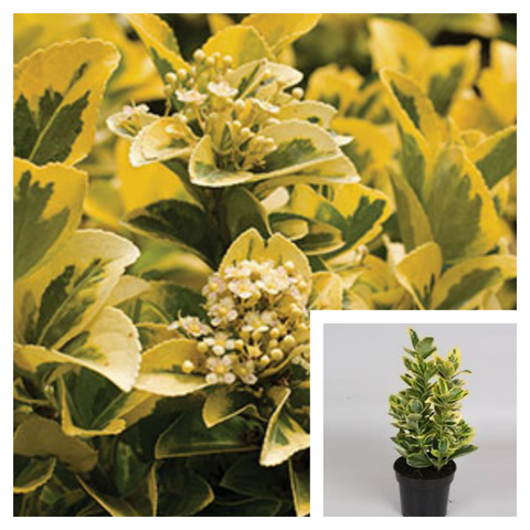 Euonymus Japonicus Japanese Spindle 1Gallon Plant Japanese Spindle Tree Plant Japanese Euonymus Live Plant Ht7