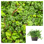 Fig Creeping Frog 4Inches Pot String Of Frogs Feet Ficus Pumila Quercifolia Oakleaf Ht7 Live Plant