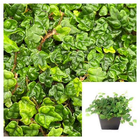 Fig Creeping Frog 4Inches Pot String Of Frogs Feet Ficus Pumila Quercifolia Oakleaf Best Ht7 Live Plant