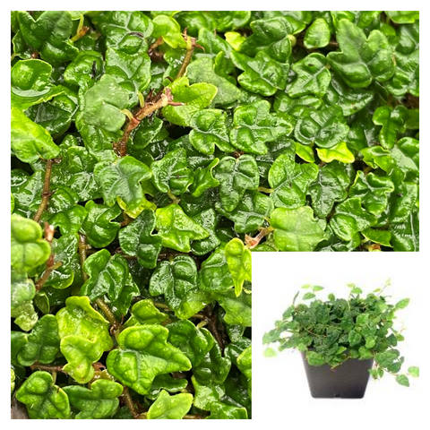 Fig Creeping Frog 4Inches Pot String Of Frogs Feet Ficus Pumila Quercifolia Oakleaf Ht7 Live Plant